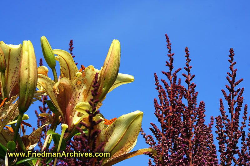 flowers,sky,blue,red,yellow,nova scotia,